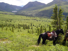Canada-Yukon-Yukon Wildlife Safari on Horseback